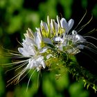 Spinnenblume Cleome spinosa