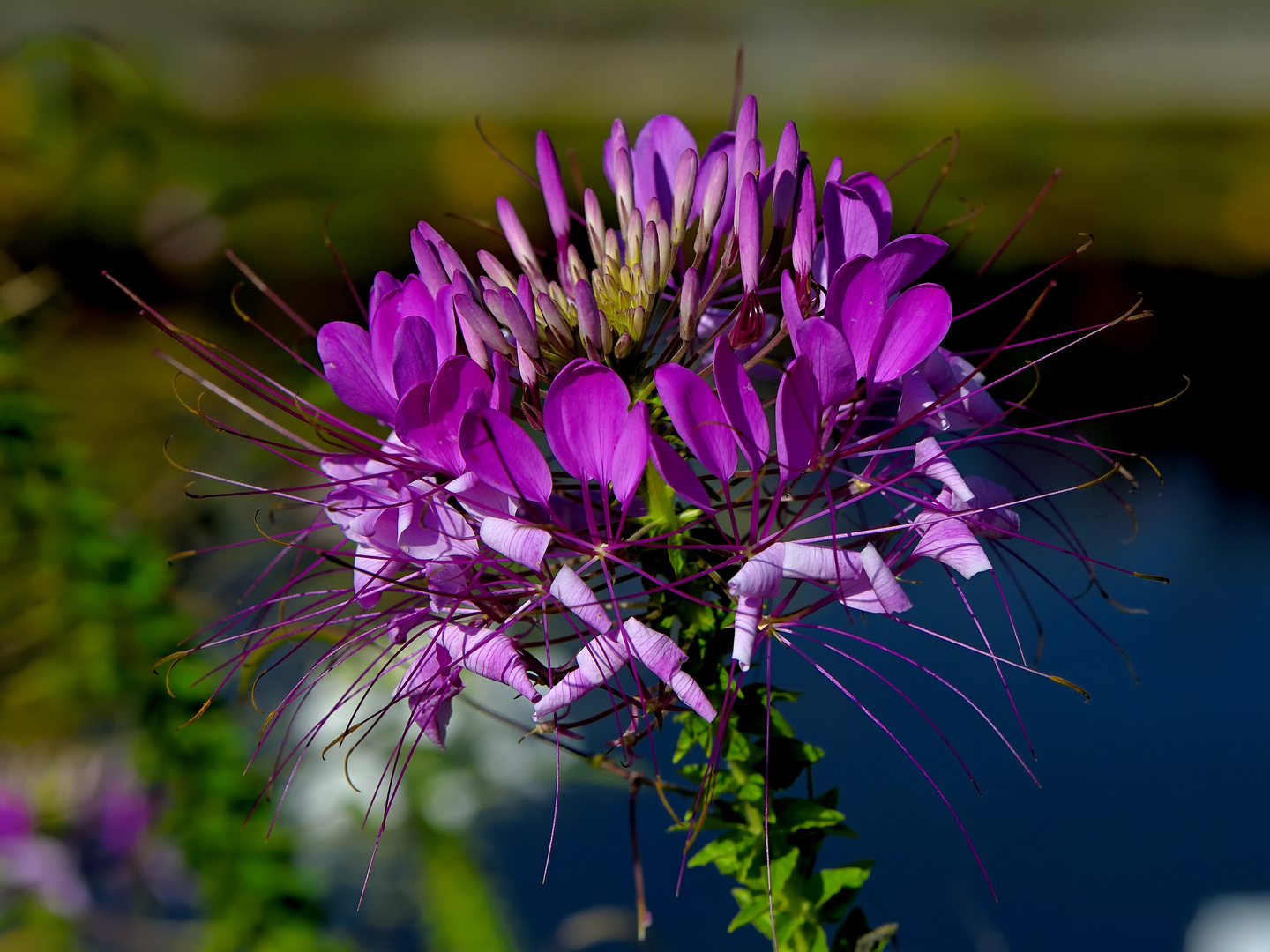 Spinnenblume Cleome spinosa