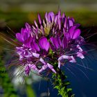 Spinnenblume Cleome spinosa