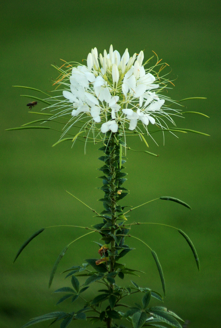 Spinnenblume mit Besucherin