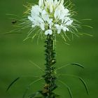 Spinnenblume mit Besucherin