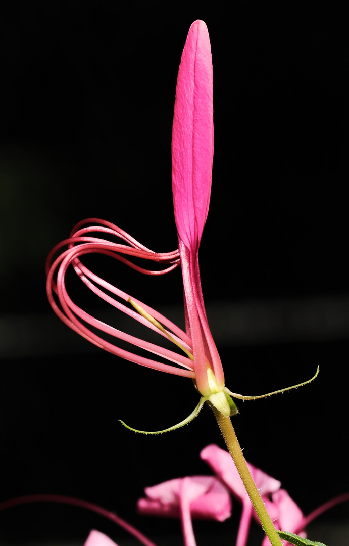 Spinnenblumenblüte