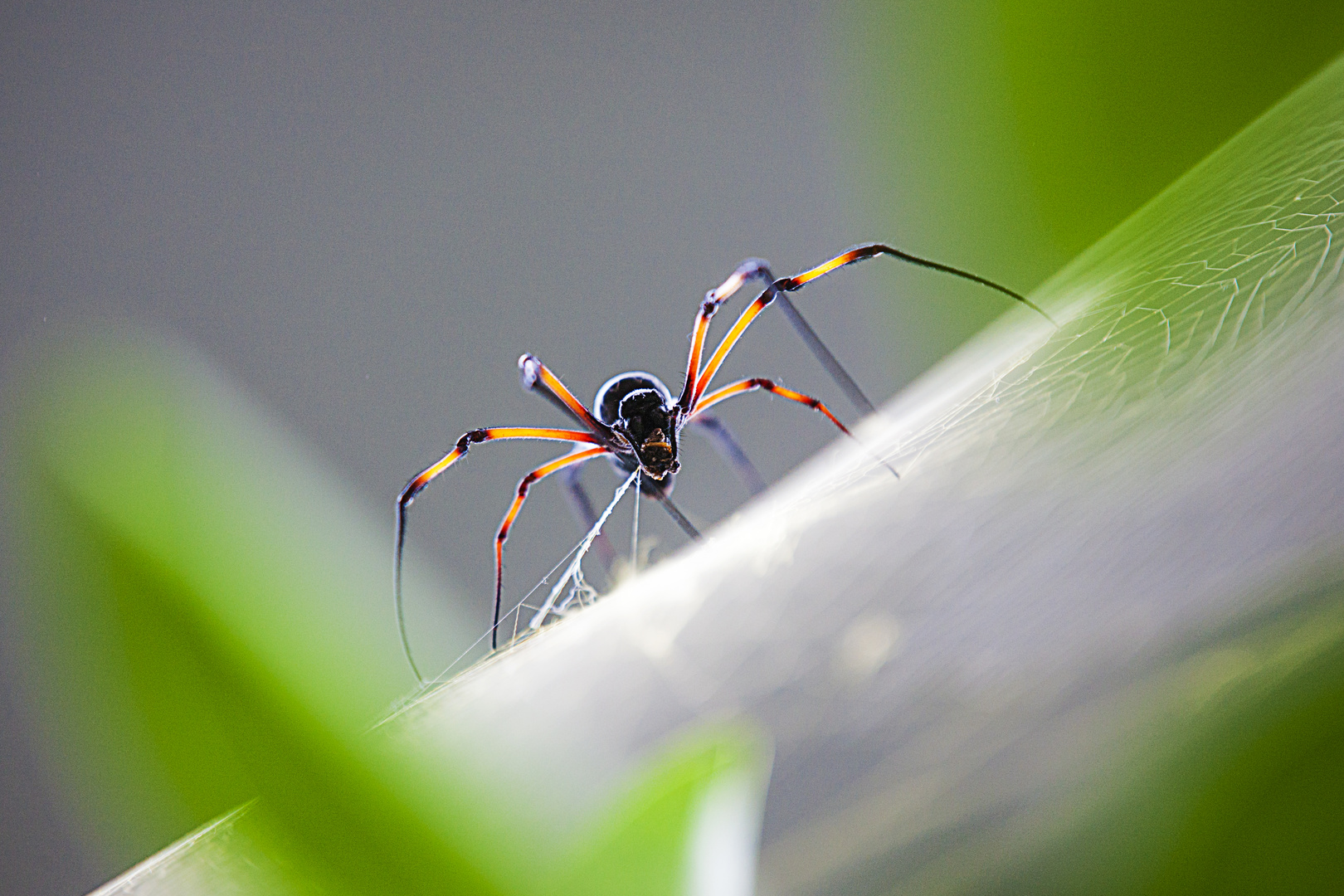 spinnende Seidenspinne