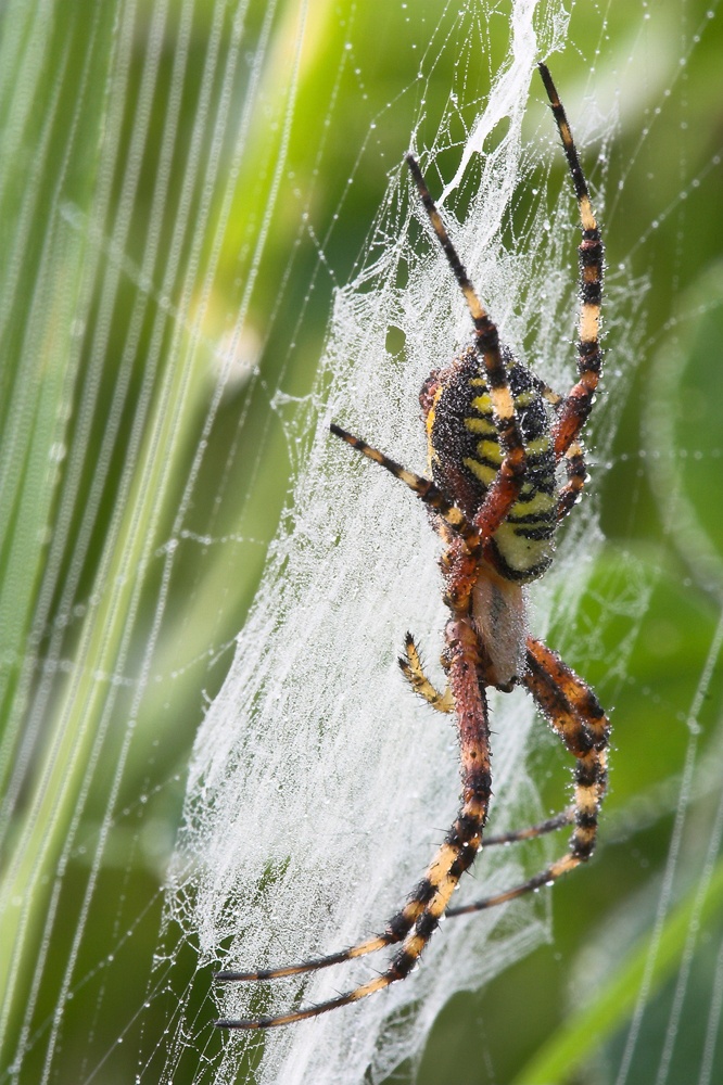 Spinnendusche