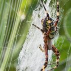 Spinnendusche