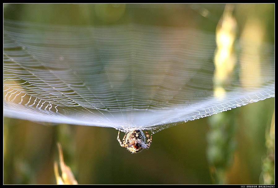 SpinneNetzTrichter