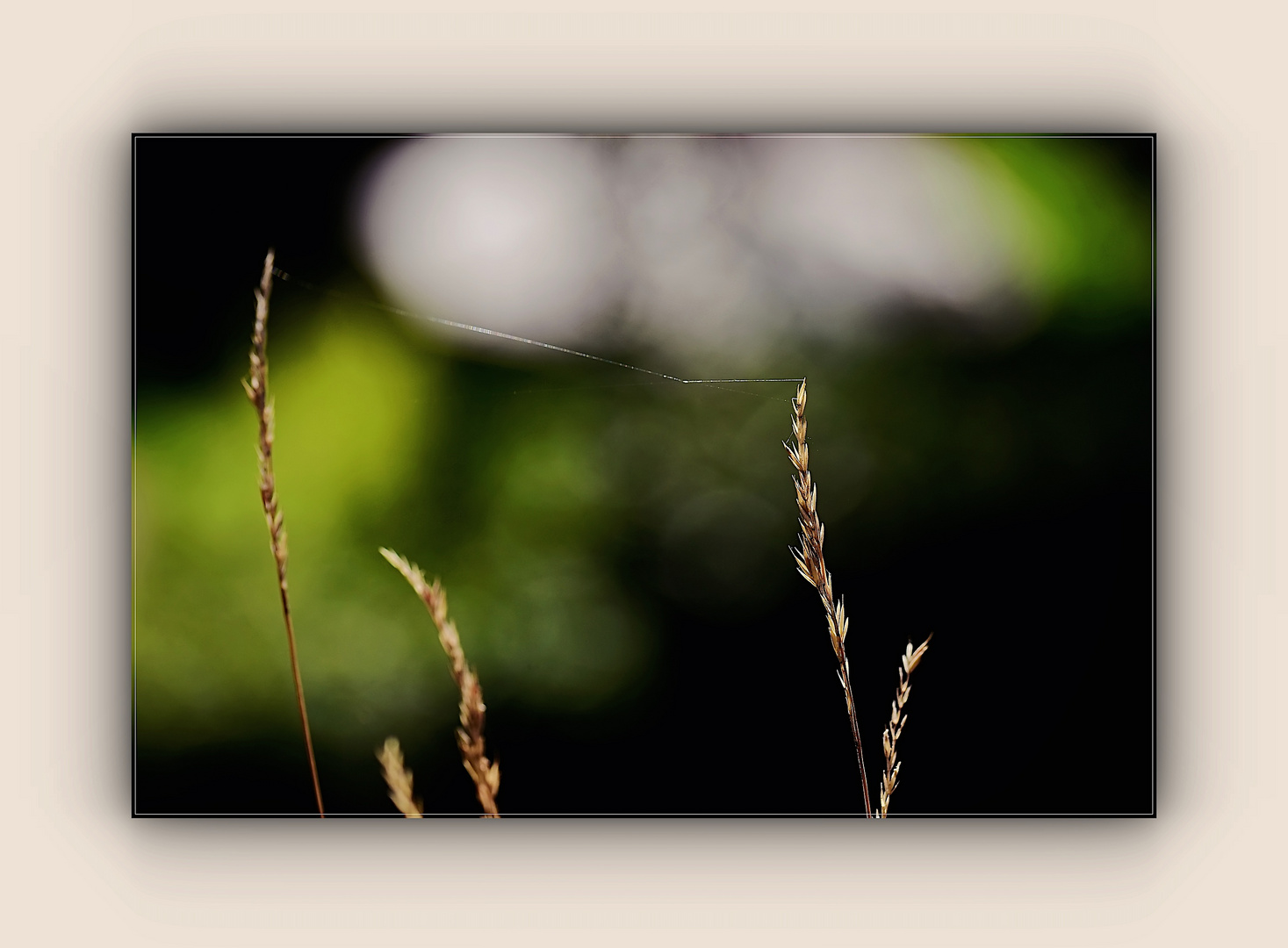 Spinnenfaden im Sonnenlicht