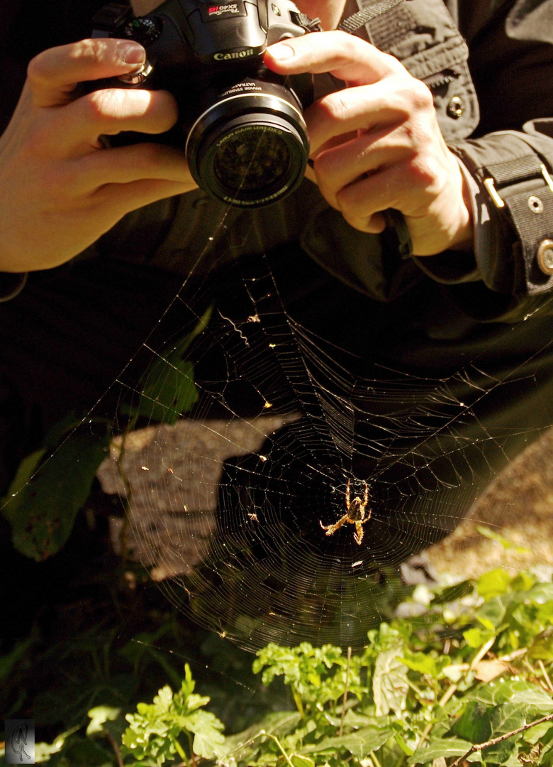 Spinnenfotografie