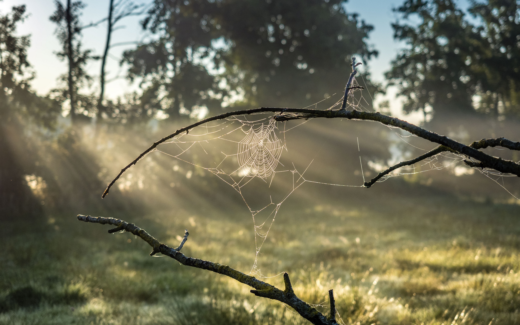 Spinnengewebe am frühen Morgen