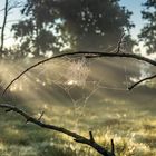 Spinnengewebe am frühen Morgen