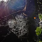 Spinnengewebe im Gegenlicht