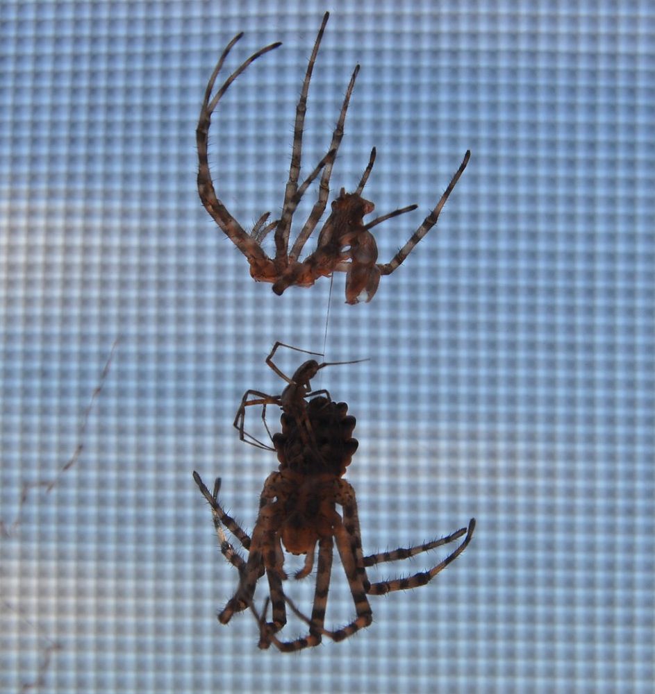 Spinnenhäutung bei mir am Badezimmerfenster