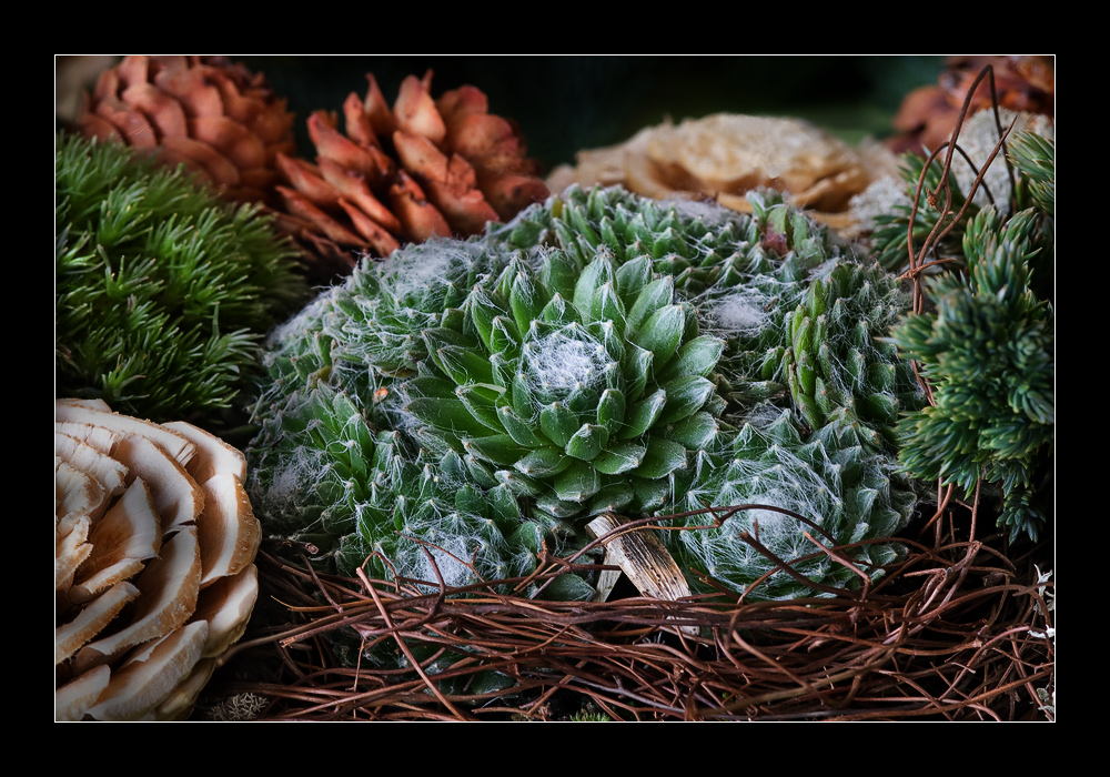 Spinnenhauswurz - Sempervivum arachnoideum