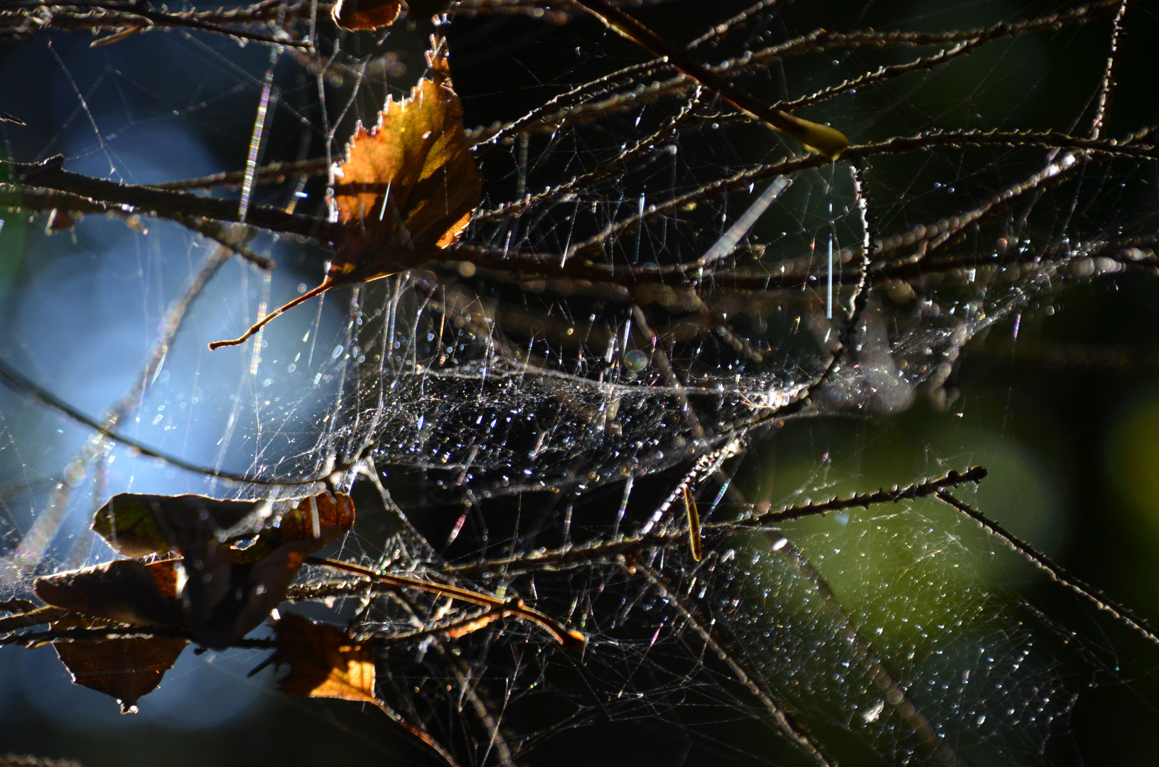 spinnenherbst