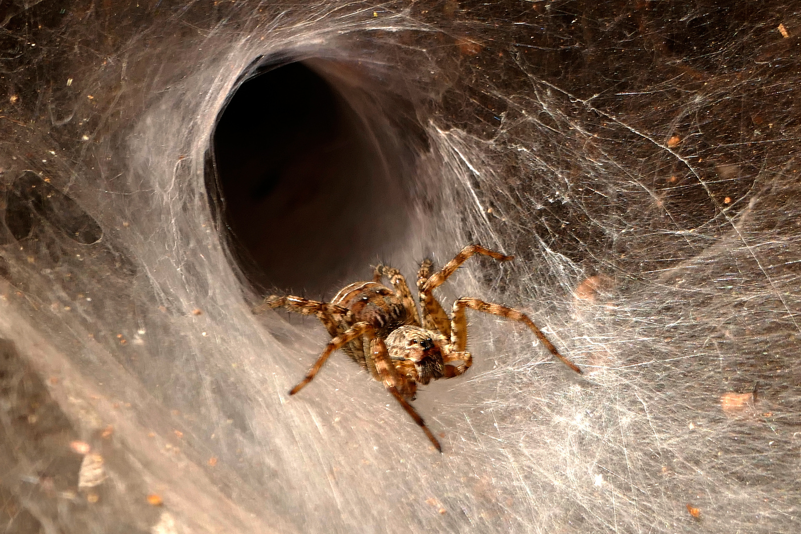 Spinnenhöhle