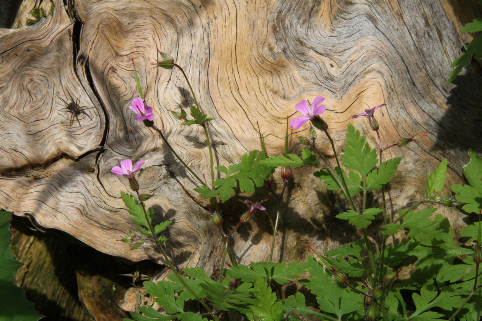 Spinnenholz mit Blume