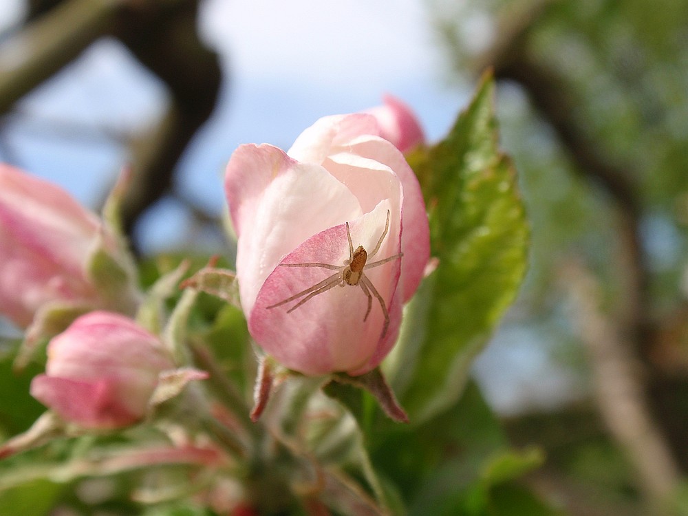 Spinnenjagd auf einer Rose