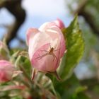 Spinnenjagd auf einer Rose