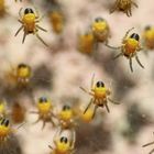 Spinnenkinderstube der Gartenkreuzspinne