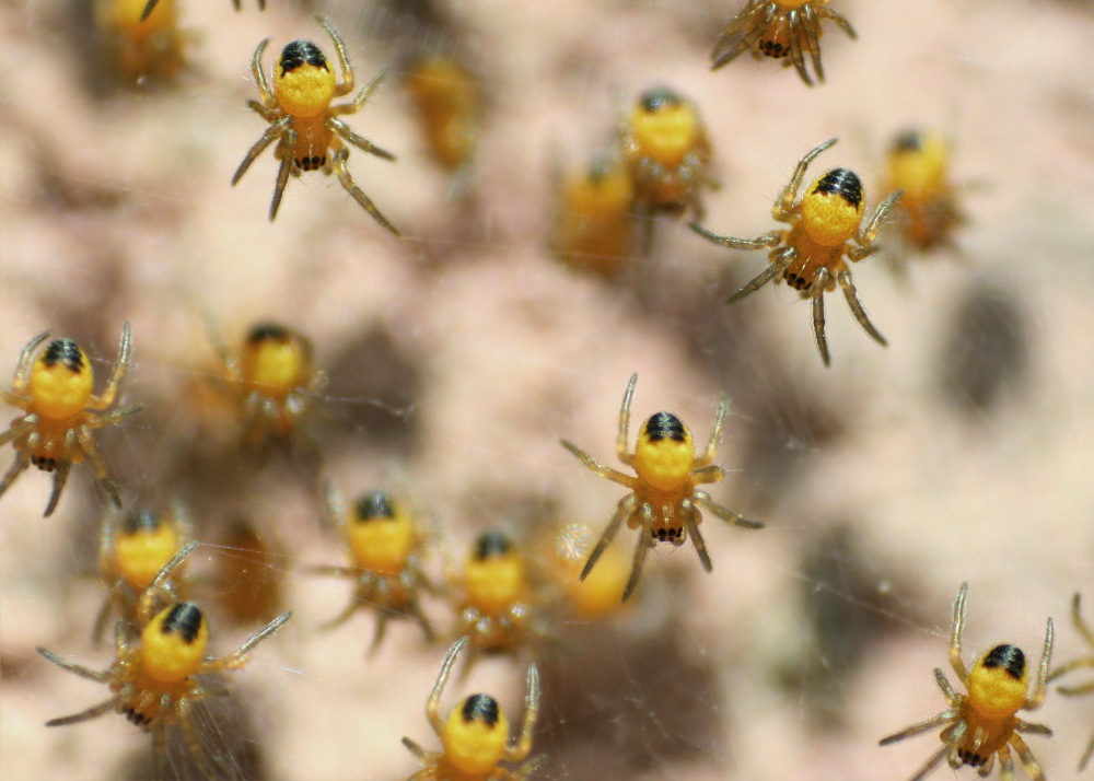 Spinnenkinderstube der Gartenkreuzspinne
