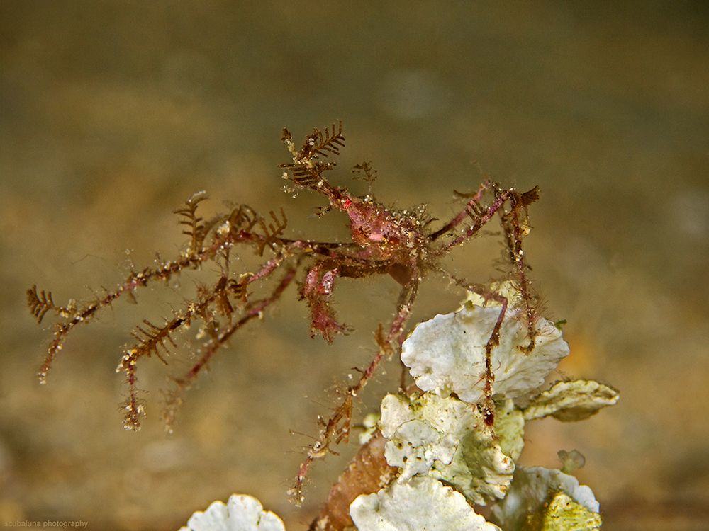 Spinnenkrabbe Foto & Bild natur, reisen, 100mm Bilder auf