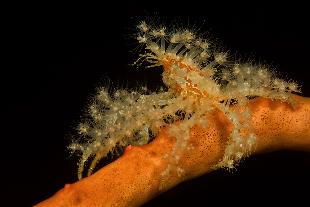 Spinnenkrabbe ? Foto & Bild unterwasser, uwsalzwasser, naturkreativ