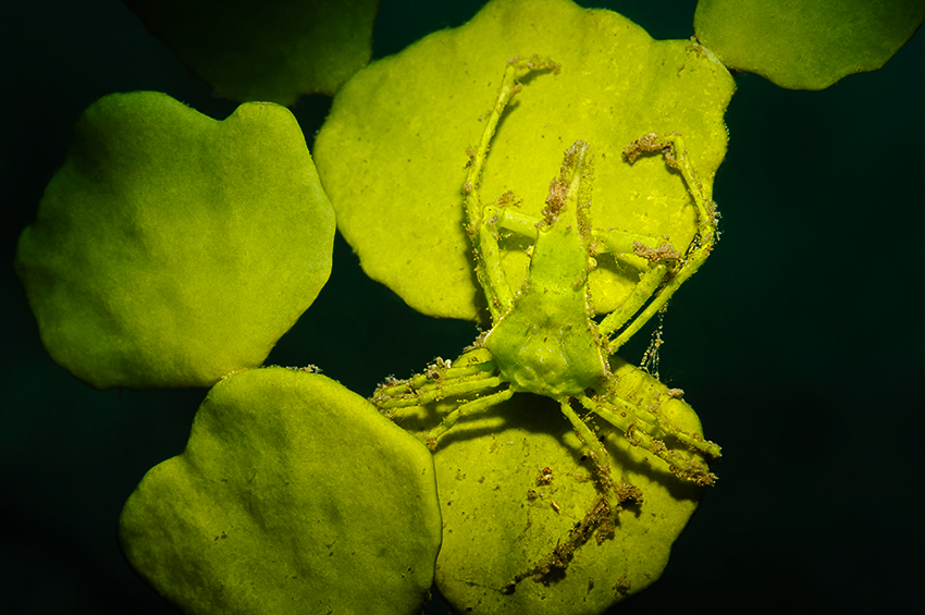 Spinnenkrabbe auf Halimeda-Alge