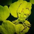 Spinnenkrabbe auf Halimeda-Alge