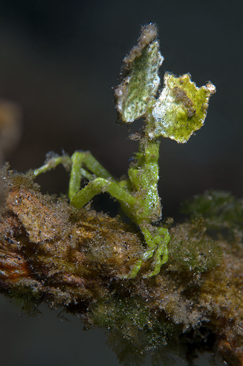 Spinnenkrabbe mit Halimeda-Blatt