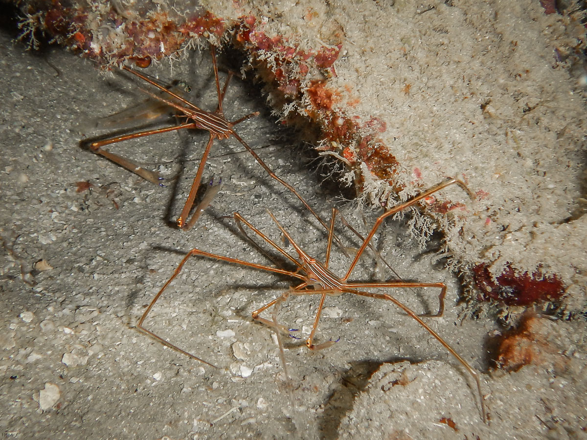 Spinnenkrabben im Duett