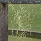 Spinnenkunst