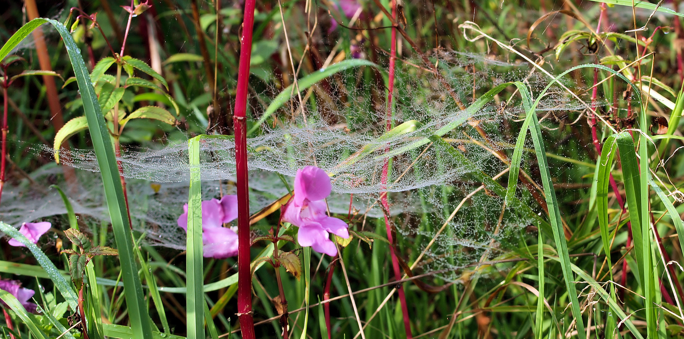 Spinnenkunst