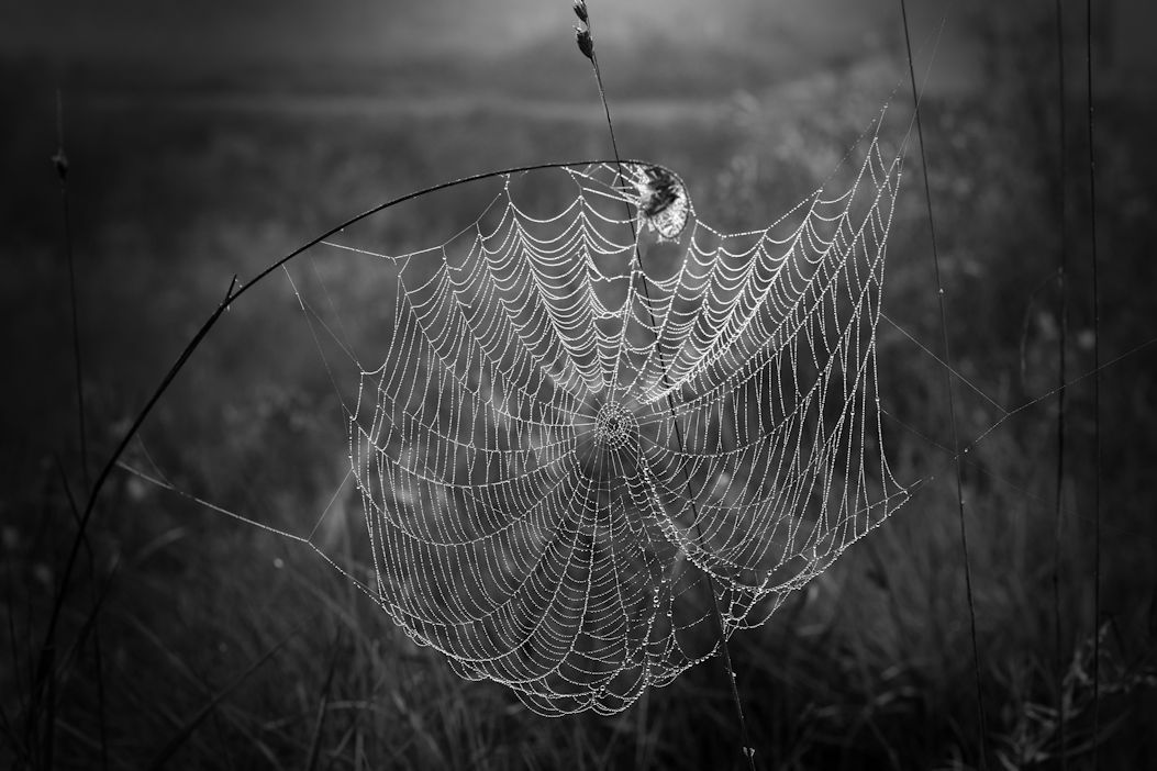 spinnenkunst im herbst