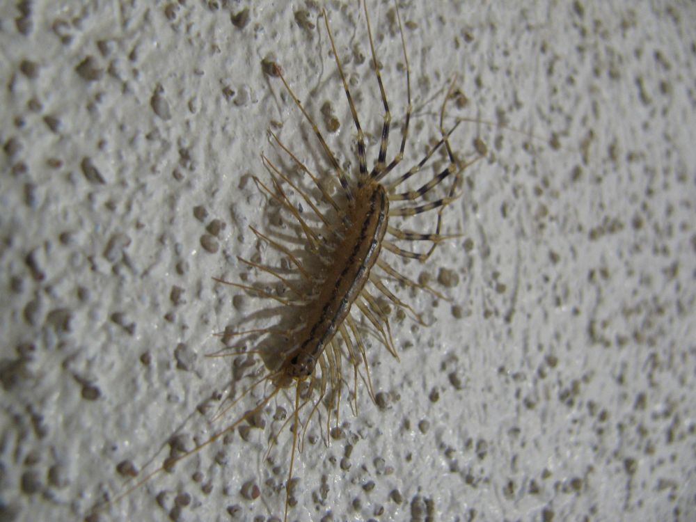 Spinnenläufer (Scutigera coleoptrata)