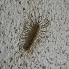 Spinnenläufer (Scutigera coleoptrata)