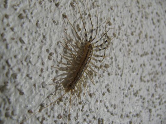 Spinnenläufer (Scutigera coleoptrata)