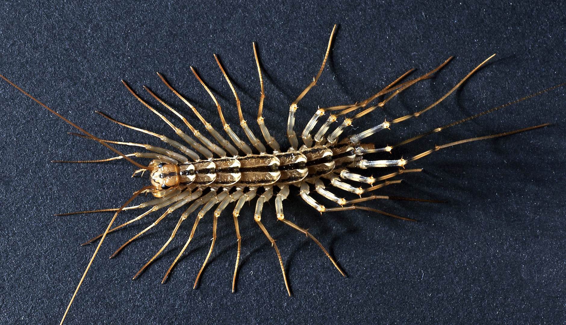 Spinnenläufer  -  Scutigera coleoptrata