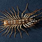 Spinnenläufer  -  Scutigera coleoptrata