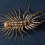 Spinnenläufer  -  Scutigera coleoptrata