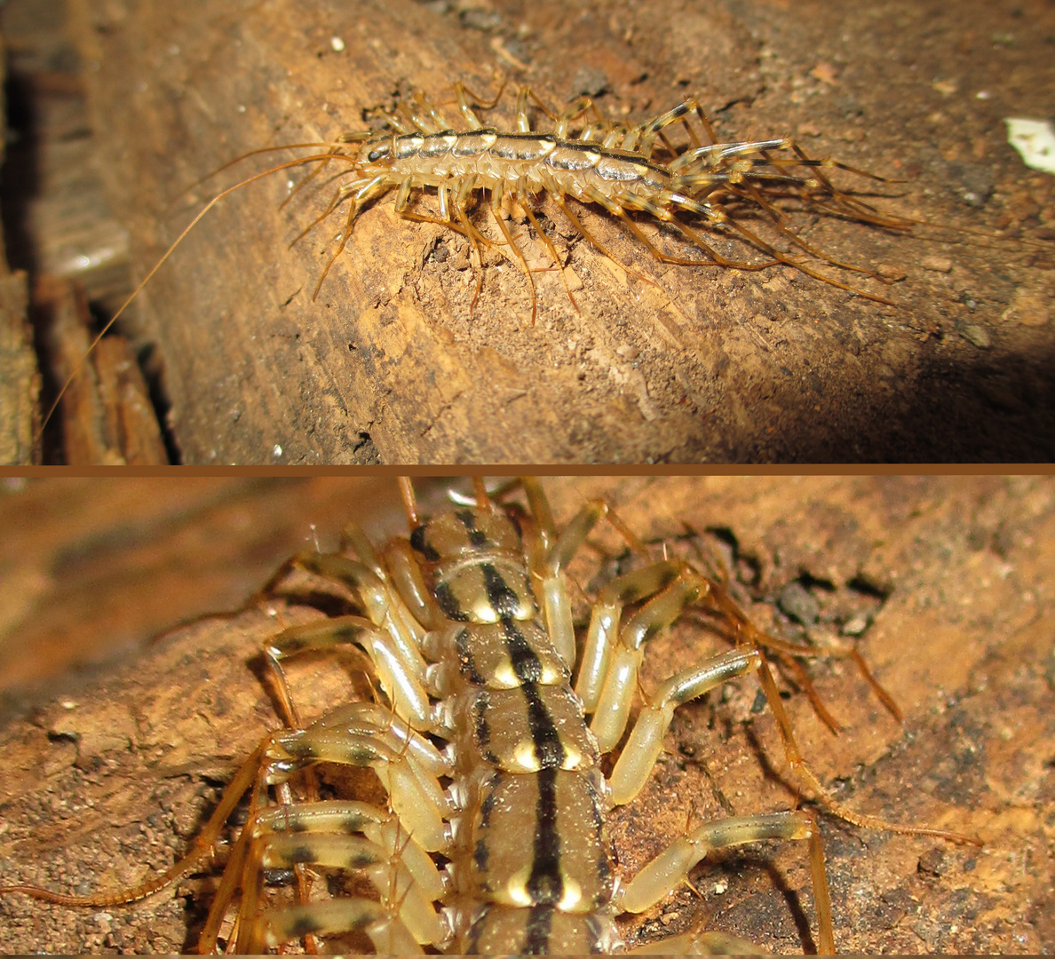 Spinnenläufer (Scutigera coleoptrata)