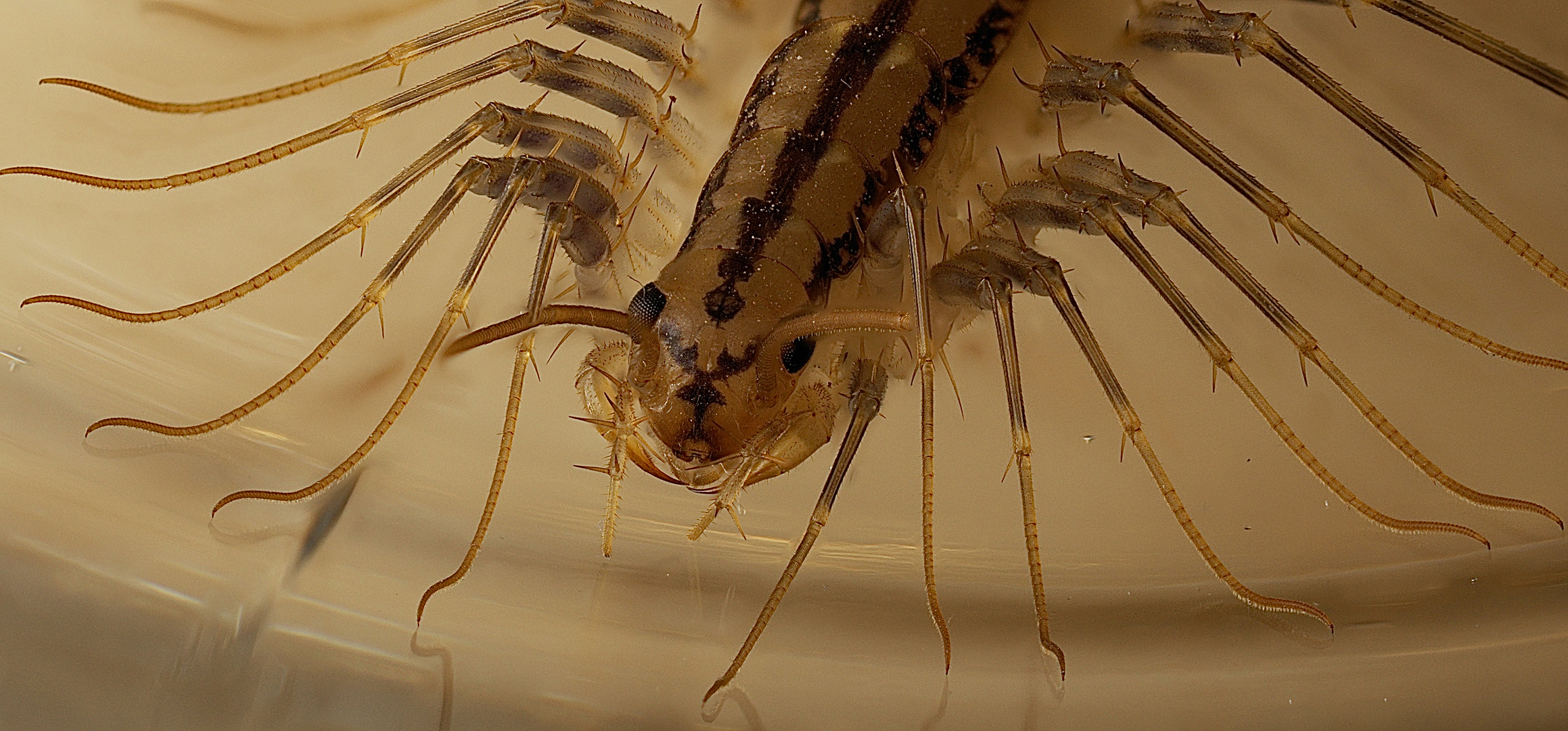 Spinnenläufer (Scutigera coleoptrata)