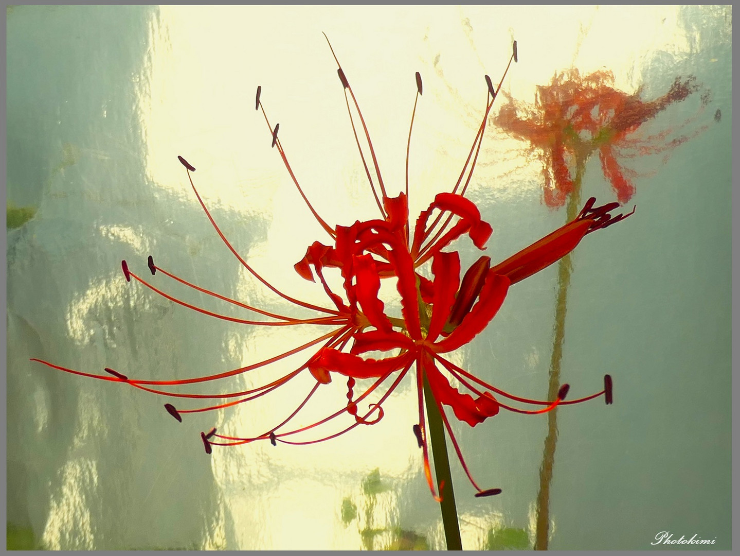Spinnenlilie (Lycoris radiata) gespiegelt (II)