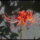 Spinnenlilie mit ihrem Schatten