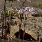 Spinnenlilien (Lycoris)