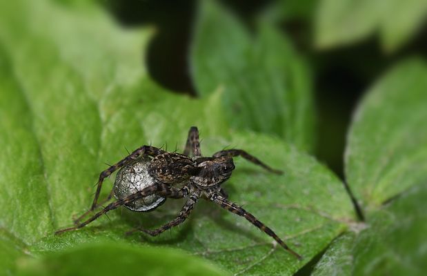 SPINNENMUTTER MIT EIKOKON