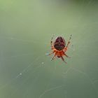 Spinnennachwuchs 3mm