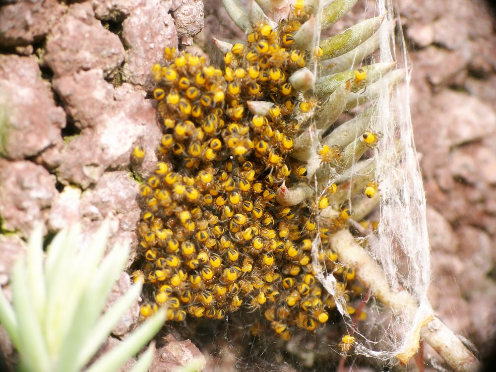 Spinnennachwuchs