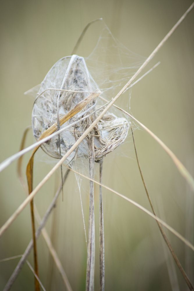 Spinnennest am Halm