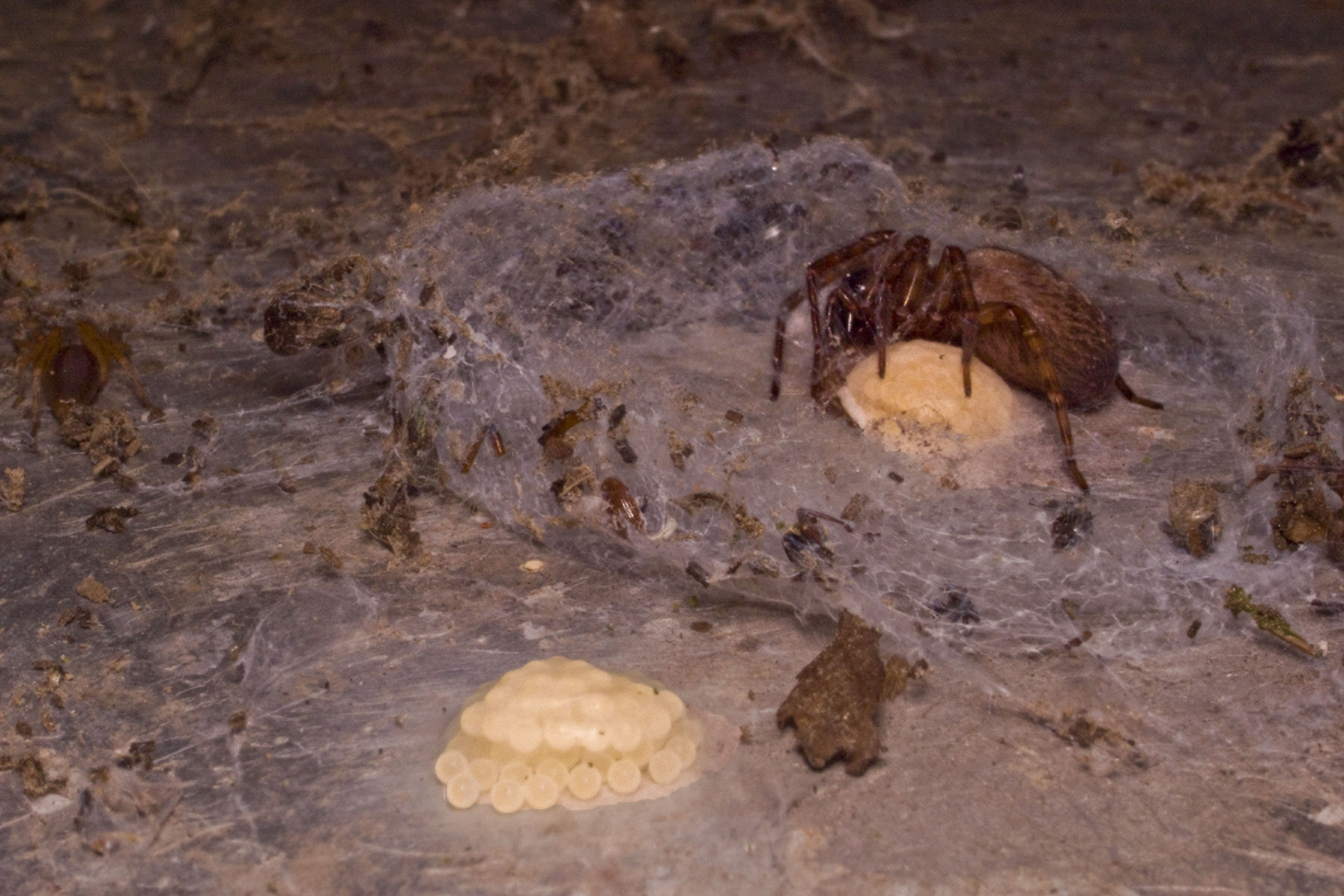 Spinnennest im Holzstapel entdeckt