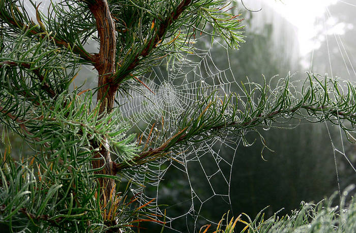 Spinnennetz 1